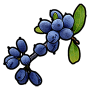 Blue Berry