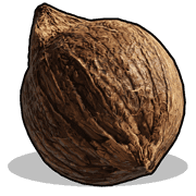 Coconut