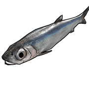 Anchovy