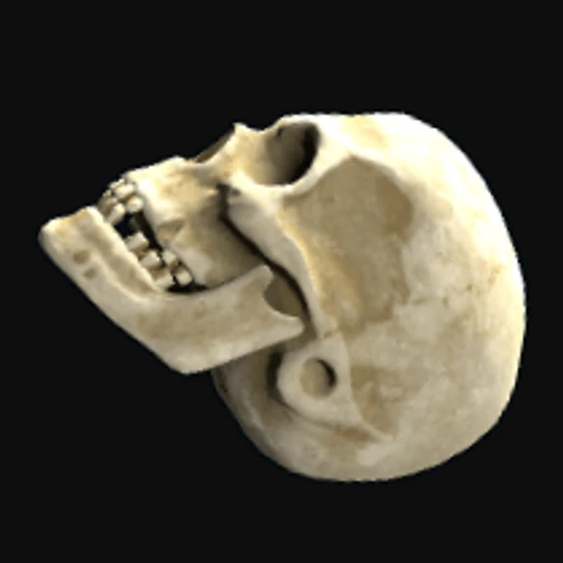 Skull